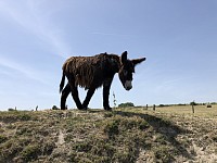 visite à Angé, l'asinerie de la vallée